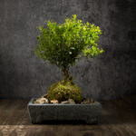 Flowerpot Natural Stone Plate - Image 7