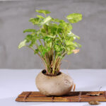 Wabi Sabi Potted Flower Pot - Image 4