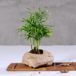 Wabi Sabi Potted Flower Pot - Image 5